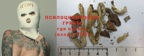 PSILOCYBIN Белокуриха